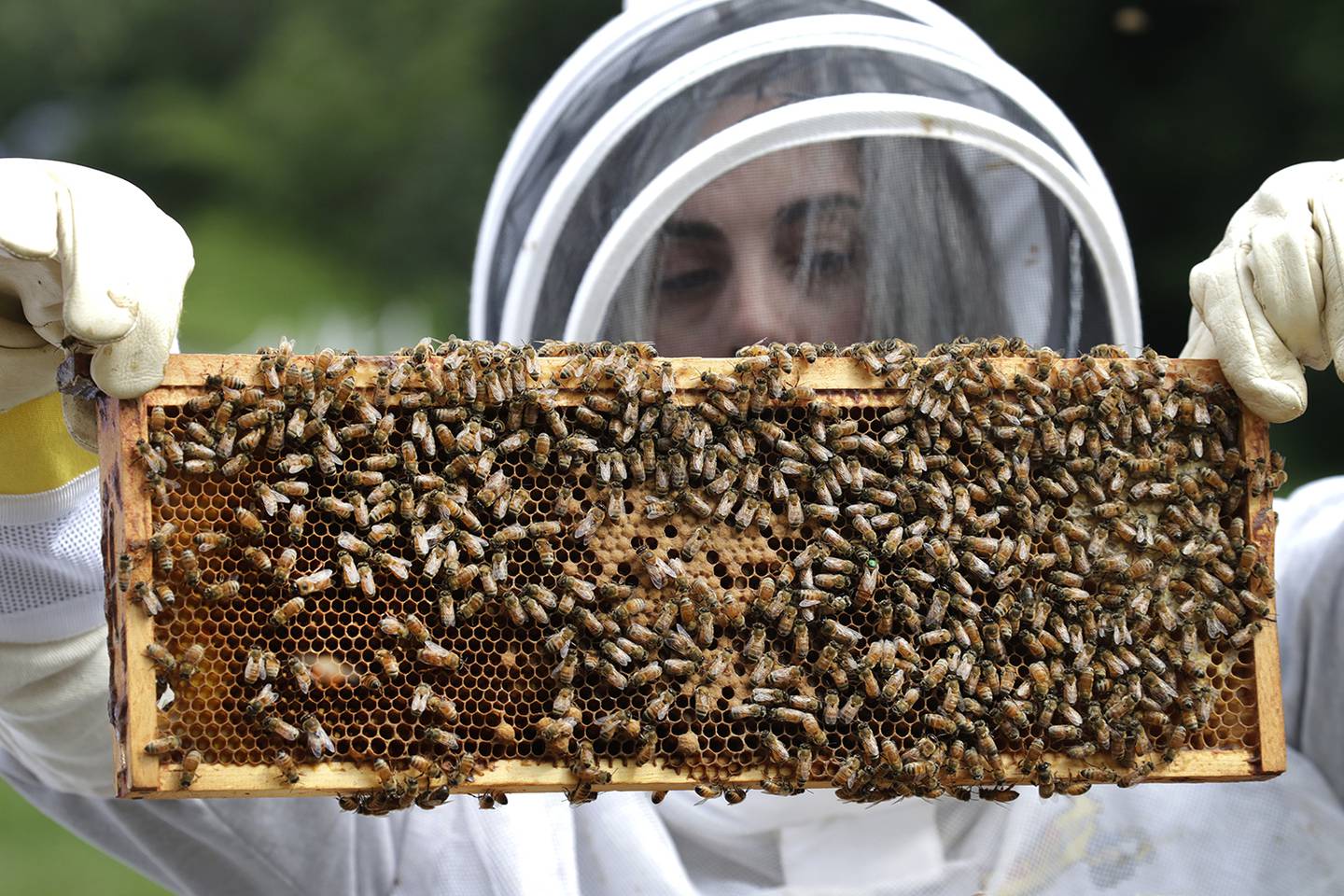 In this Aug. 7, 2019, photo, U.S. Army veteran Wendi Zimmermann transfers a frame of bees to a new box, while checking them for disease and food supply at the Veterans Affairs' beehives in Manchester, N.H.