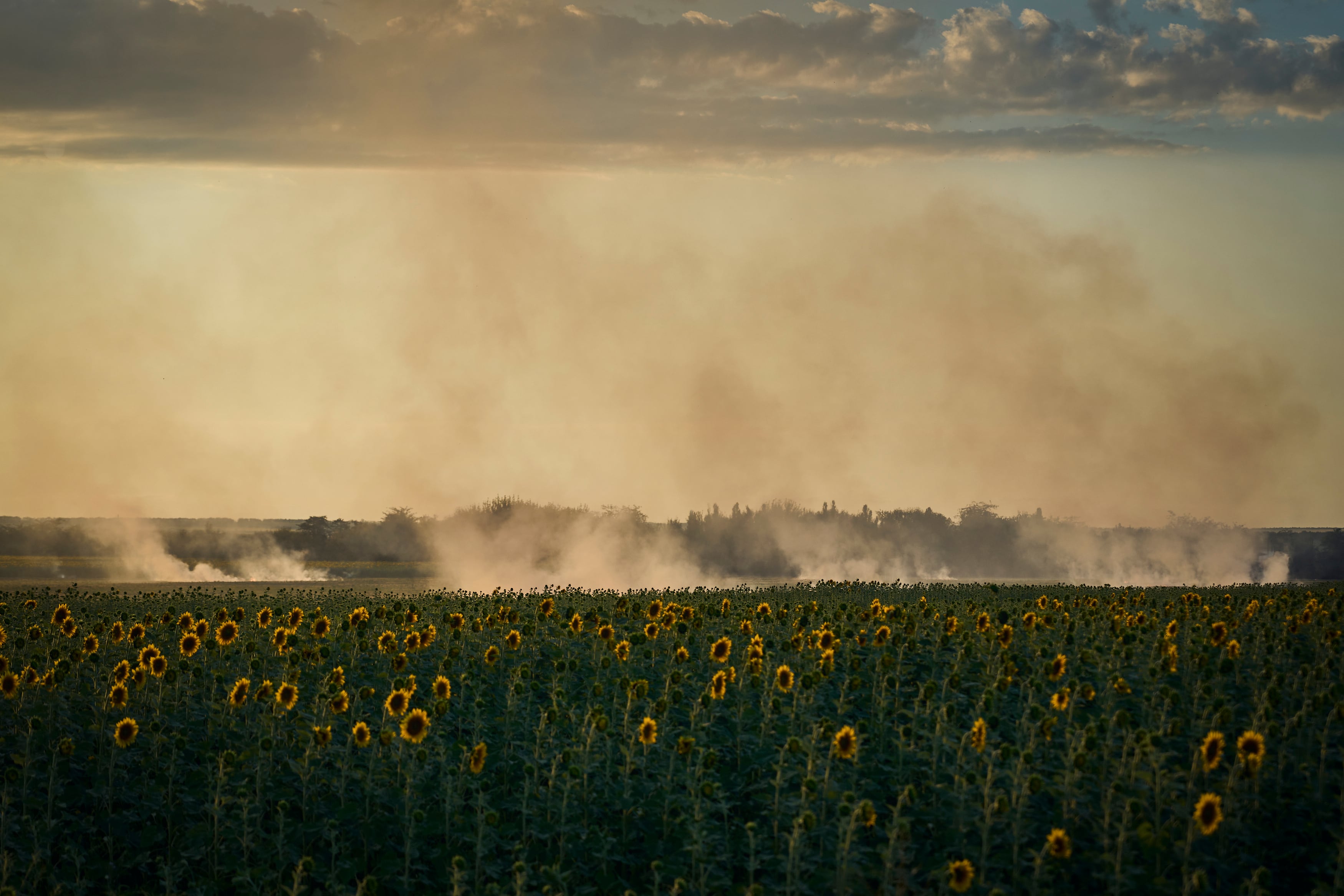 A smoke rises over sunflowers field on the frontline in Donetsk region, Ukraine, Wednesday, Aug. 9, 2023.