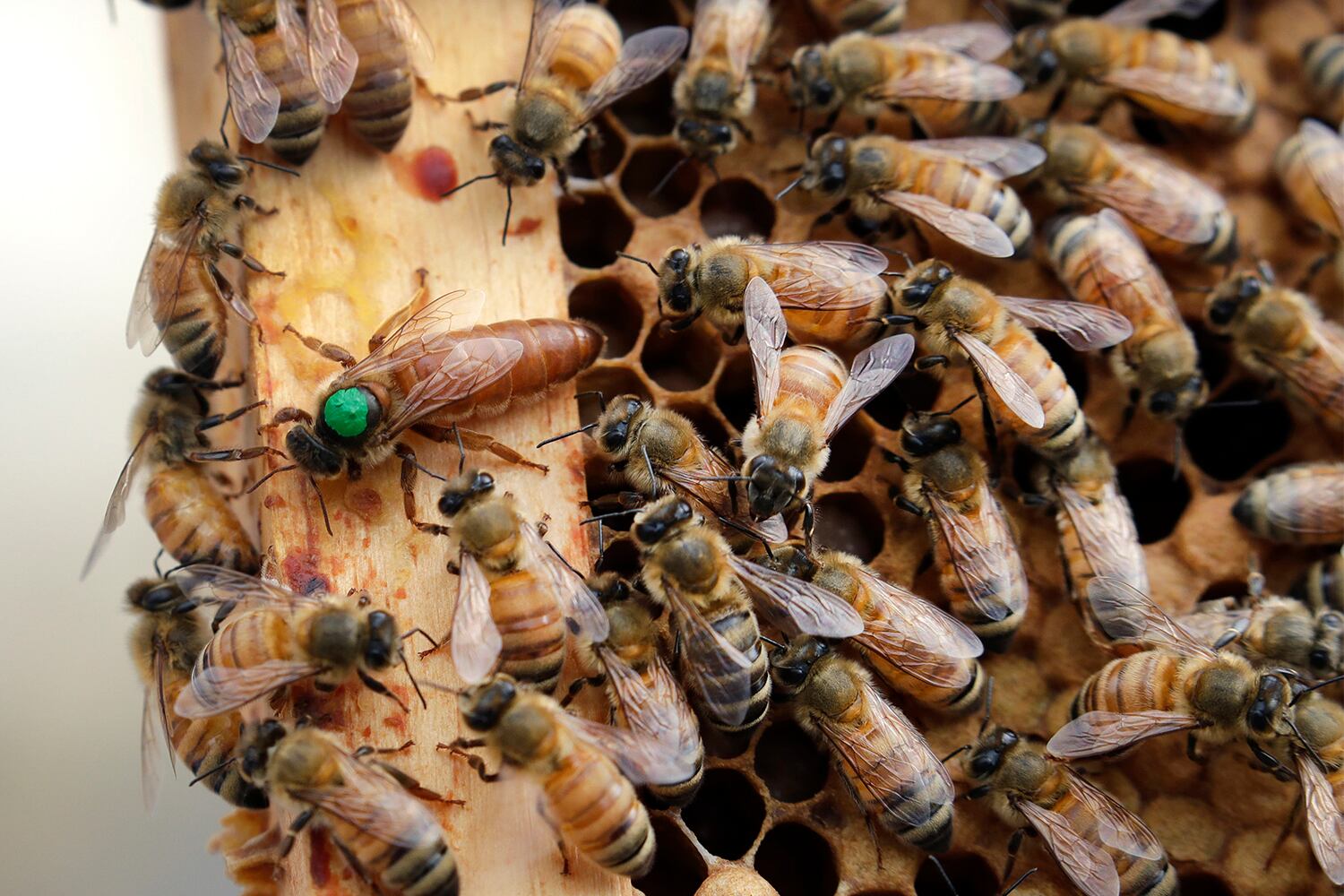 In this Aug. 7, 2019, photo, the queen bee (marked in green) and worker bees move around a hive at the Veterans Affairs in Manchester, N.H.