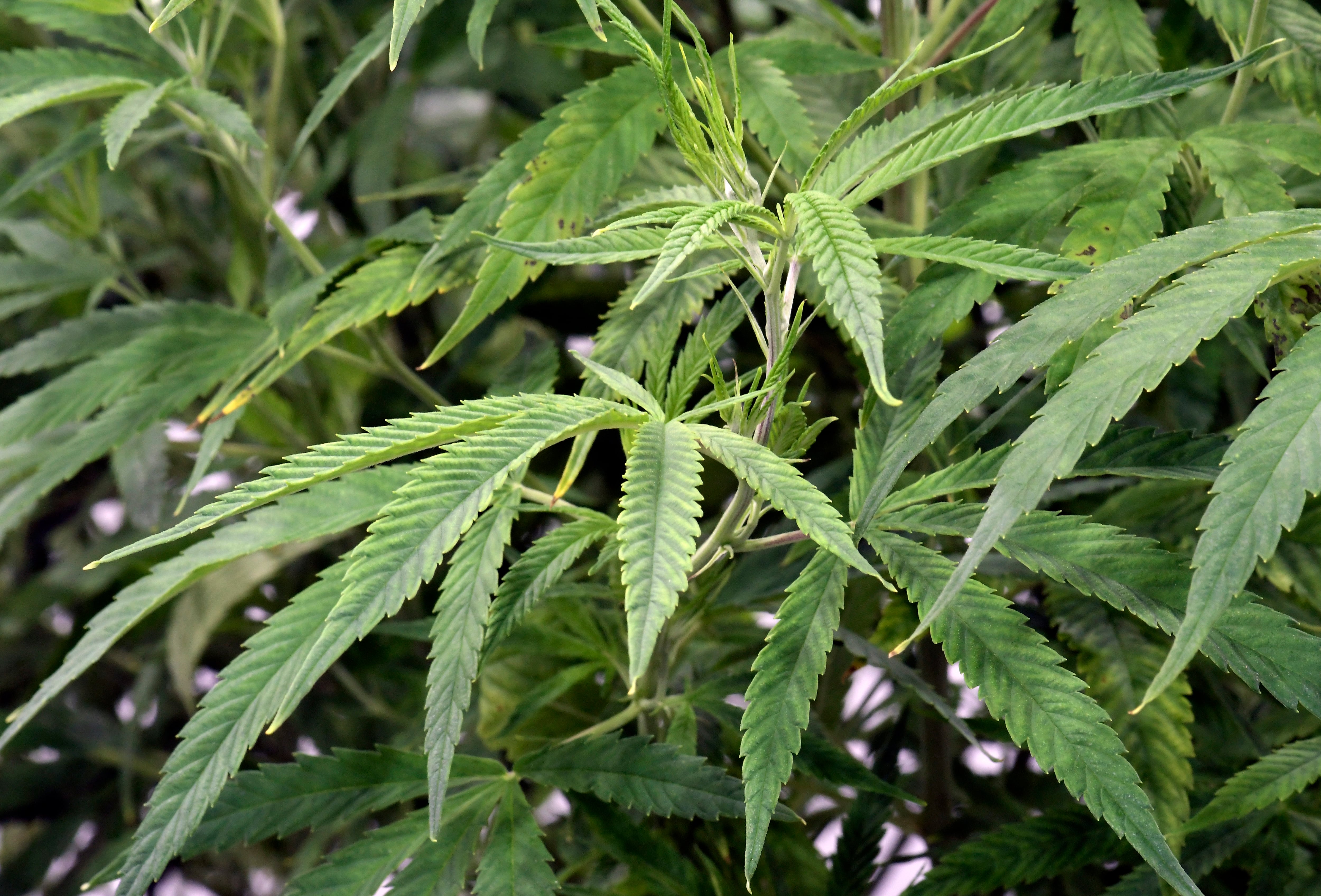 medical marijuana plants