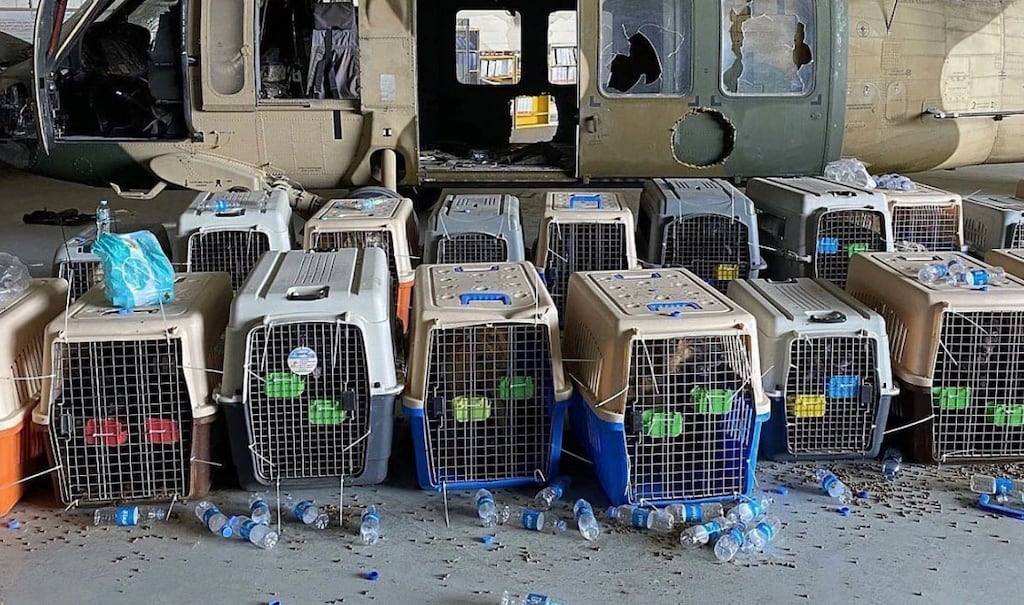 Dispelling the Myth: U.S. Military Working Dogs Were Not Left Behind in Afghanistan